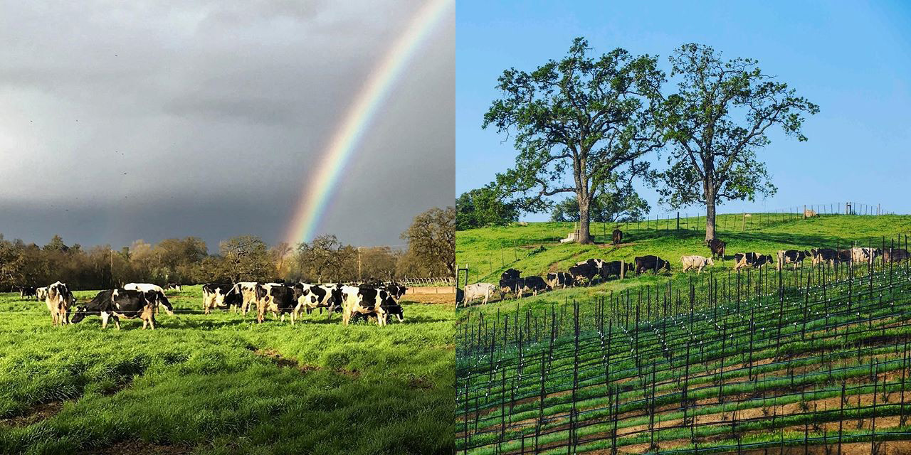 Clover pastures