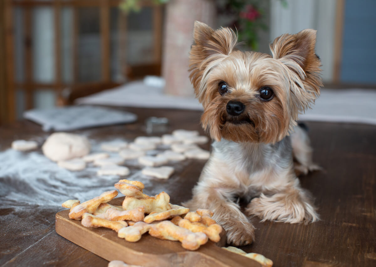 frozen pup treats
