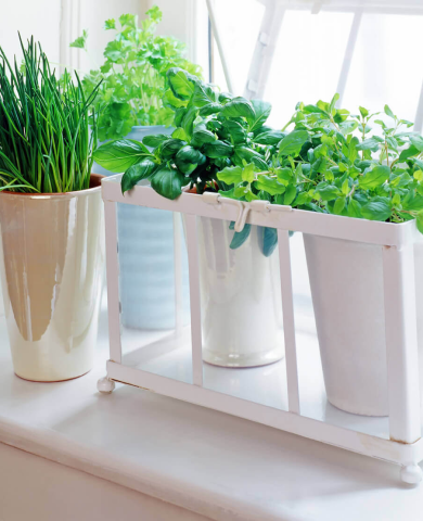 plants